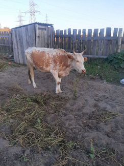 Корова с теленком - фотография № 2