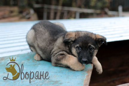 Щенок Шанти