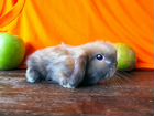 Домашние декоративные кролики объявление продам