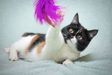 Кошка в добрые руки