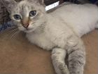 Кошка тайская голубоглазая объявление продам