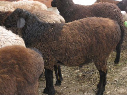 Курдючные овцы и ягнята