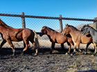 Лошади Ново Алтайской породы объявление продам