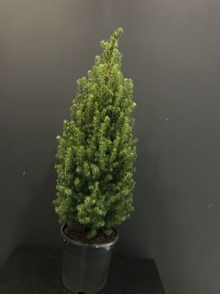 Новогодняя ель