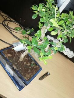 Бонсай Кармона