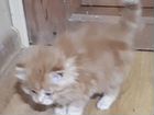 Котенок в добрые руки Рыжик кот - счастье в дом