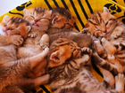 Чистокровные шотландские золотые котята объявление продам