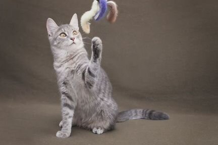 Котенок в дар в добрые руки