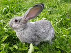 Кролики породы фландр