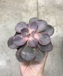 Эхеверия Ред Скай. Доставка