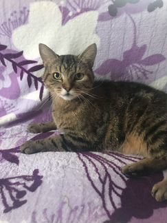 Продам кошечку