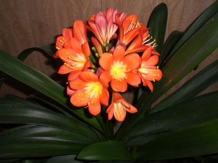 Шикарная Кливия