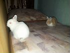 Кролики для фото объявление продам