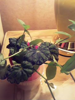 Бегония, традесканция