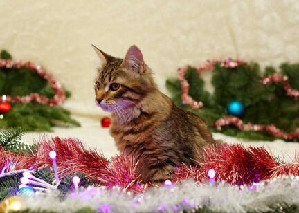 Котенок в добрые руки