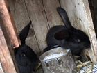 Кролики обмен объявление продам