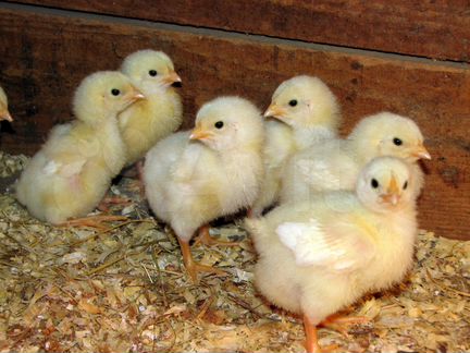 Цыплята, индюшата, цесарята, инкубационное яйцо