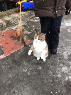 Котик в добрые руки