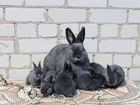 Кролики породы Венский голубой объявление продам