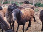Англо нубийский козел,курдючные эдильбаевские овцы объявление продам