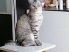 Британская кошка вязка объявление продам