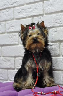 Йоркширский терьер