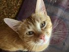 Найден рыжий котик в фиолетовом ошейнике