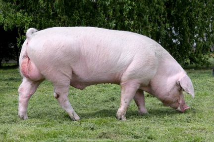 Мясо свиное домашнее, молодняк от 1 до 3 месяцев