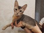 Абиссинский кот (вязка) объявление продам
