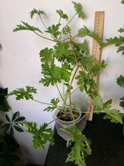 Душистая герань лечебная