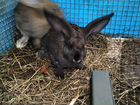 Кролики баран+флаубер