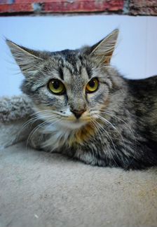 Котёнок