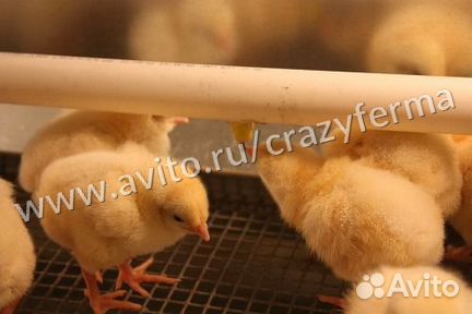 Брудер для цыплят