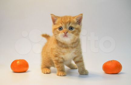 Страйт котик - котенок красного пятнистого окраса