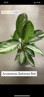 Домашние растения