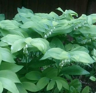 Продам купену многоцветковую