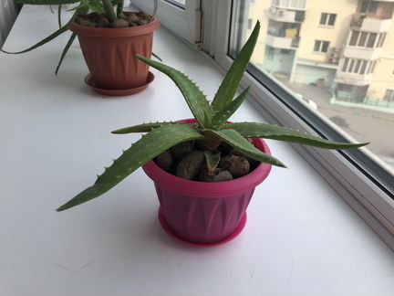 Алоэ лекарственное Алтайское остистое