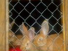 Кролики мясных пород французский баран и новозилан объявление продам