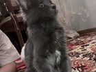 Породистый котенок мальчик Нибелунг (Русская голуб