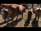 Коровы и бычки 1.5 объявление продам