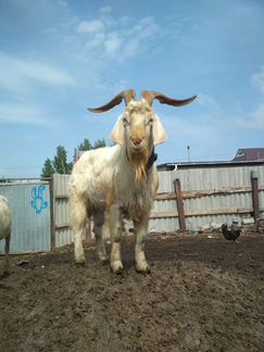 Продам племенного козла - фотография № 1