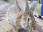 Кролики фландэры и новозеланские объявление продам