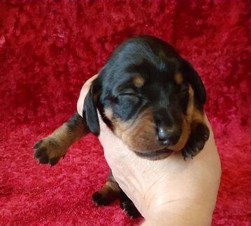 Щенки таксы к рождеству