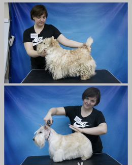 Грумер - новичок :)