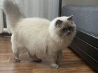 Невский маскарадный кот вязка и котята на бронь