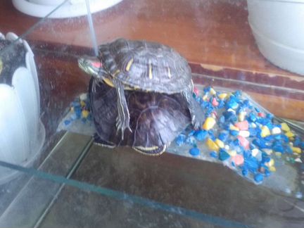Продам 2 черепахи (с аквариумом)