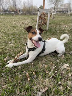 Джек Рассел терьер. Вязка