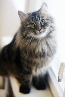 Кошка Сиберия 3 года