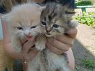 Два прекрасных котенка ищут дом в добрые руки