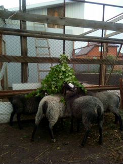 Продам овец Романовской породы. Гарантия на породу - фотография № 2